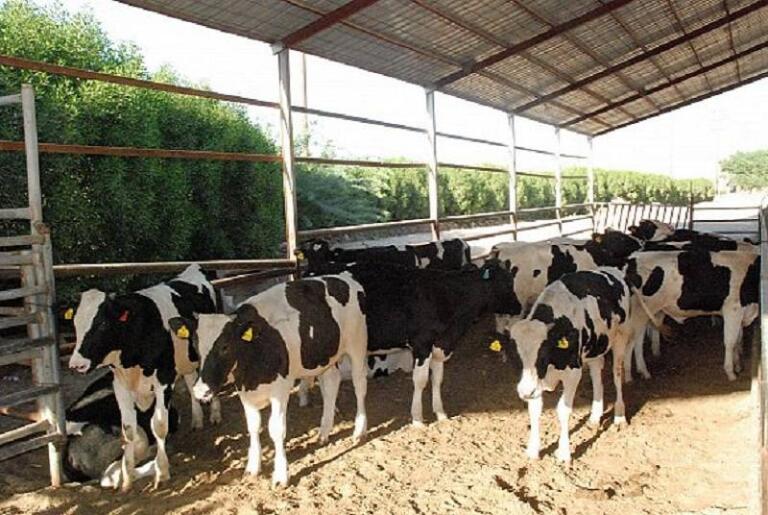 “ريف” يعلن موعد صرف الدعم لمستفيدي برنامج دعم صغار مربي الماشية