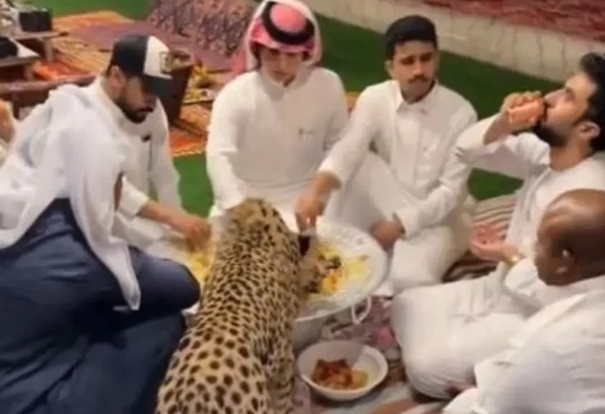 تنمية الحياة الفطرية: فيديو مشاركة النمر الأكل مع أشخاص تم تصويره خارج المملكة