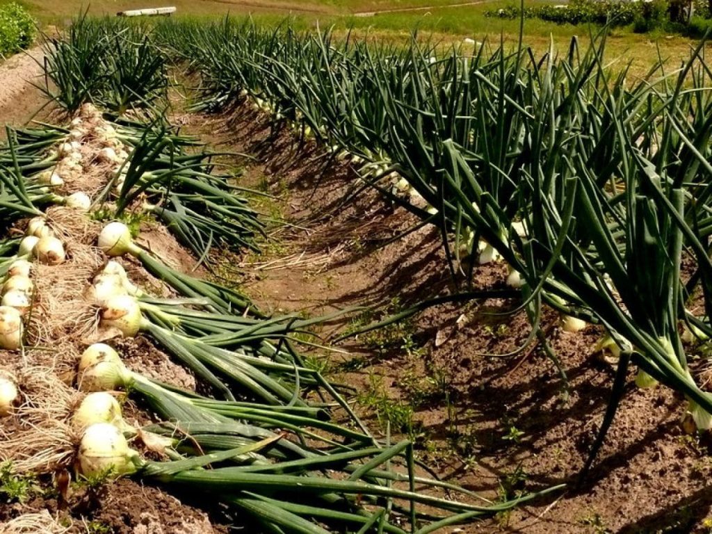 نصائح مهمة من”الإرشاد الزراعي” لمزارعي محصول البصل 