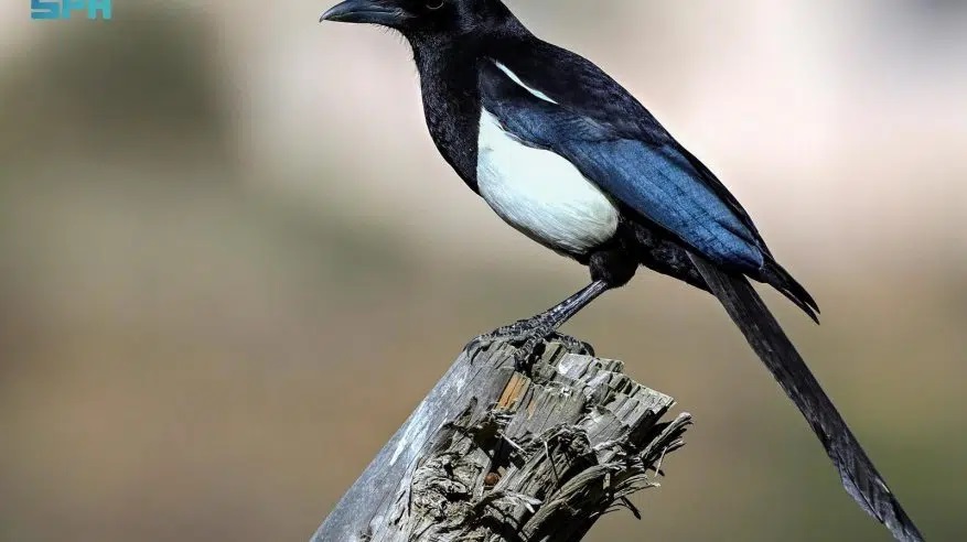 مهدد بالانقراض.. ما هو الطائر الوحيد الذي يستوطن السعودية دون غيرها؟