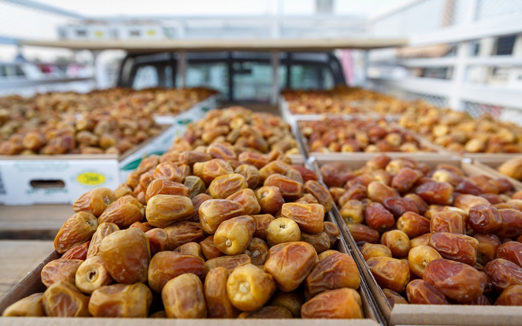 لماذا تُعد الأحساء موطنًا لأجود أنواع التمور في العالم؟.. خبير يجيب