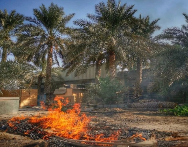 الشرقية تحوّل المخلفات الزراعية إلى ثروة: 600 ألف طن سنويًا بقيمة تتجاوز 90 مليون ريال