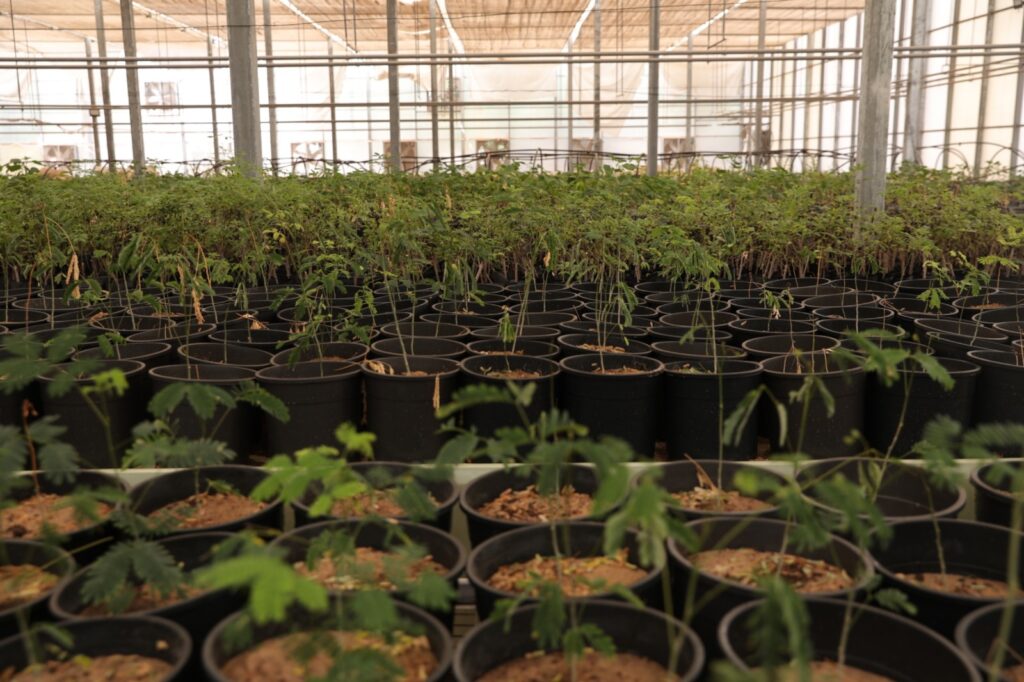 أمانة الأحساء تُضاعف إنتاج المشتل المركزي إلى مليوني شتلة زهور سنويًا