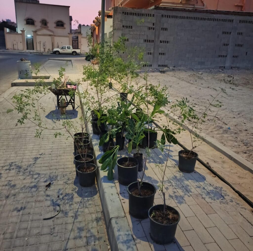 أمانة الأحساء تبدأ تشجير مدينة العيون بأكثر من 3 آلاف شجرة في مرحلتها الأولى