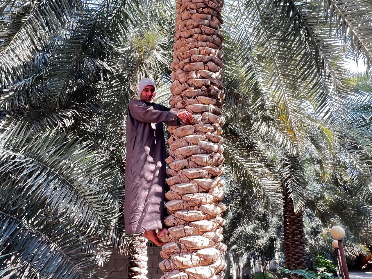 المزارع حسين أحمد النيف