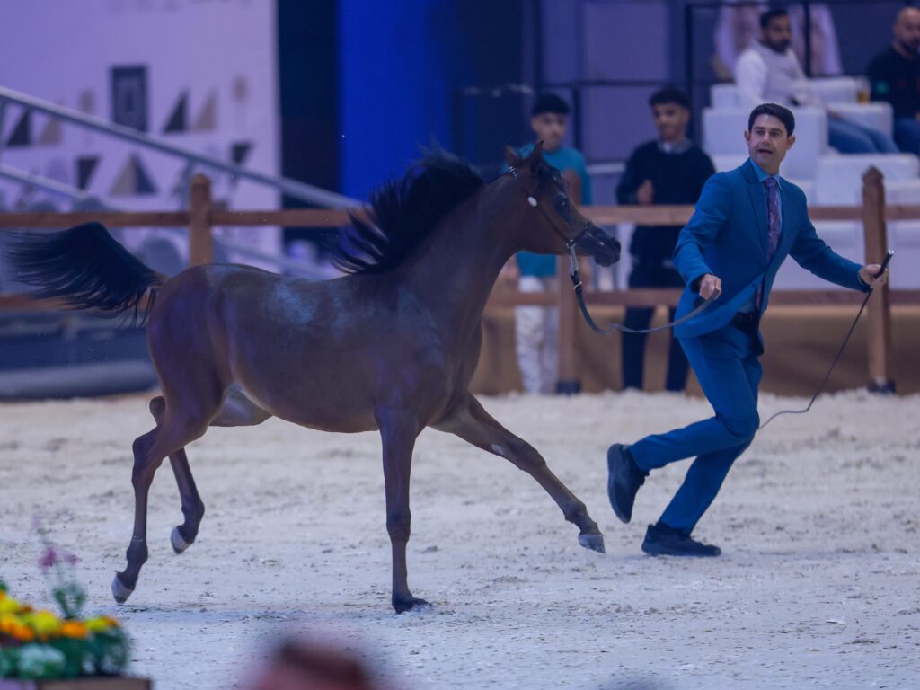 بمشاركة 278 جوادًا.. انطلاق مهرجان الشرقية الدولي للخيل العربية الأصيلة بالأحساء