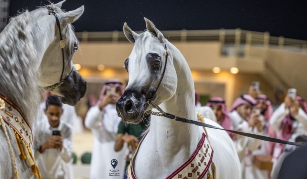 الخميس المقبل.. انطلاق مهرجان الشرقية الدولي لجمال الخيل العربية الأصيلة بالأحساء