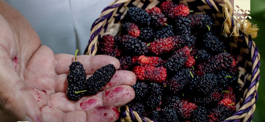 التوت الحساوي يزدهر في الحاضنات البلدية دعمًا للإنتاج المحلي بالأحساء