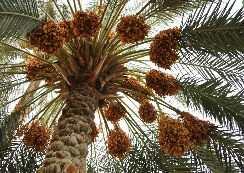 محمد العبدالقادر يكتب: خارفُ الغَرّْ